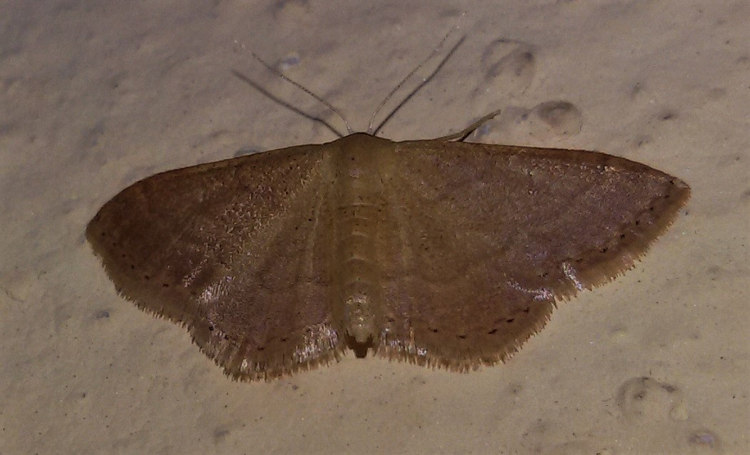 Qualche Idaea? - Idaea cfr. obsoletaria