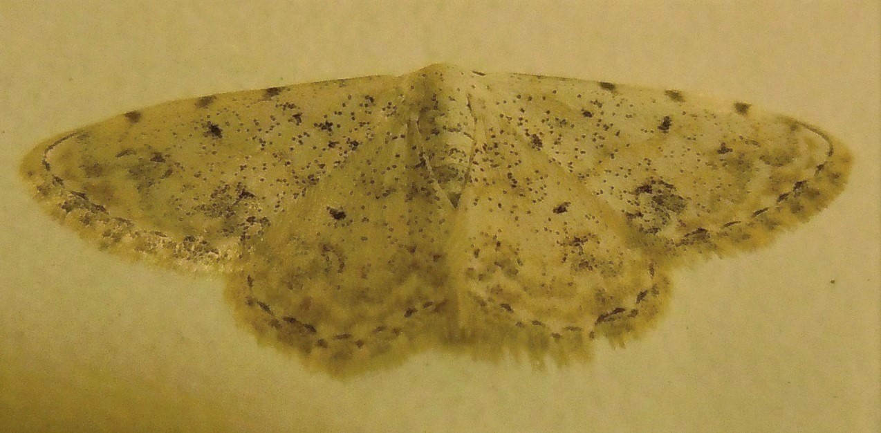 Scopula marginepunctata? No, Scopula (Scopula) vigilata, Geometridae