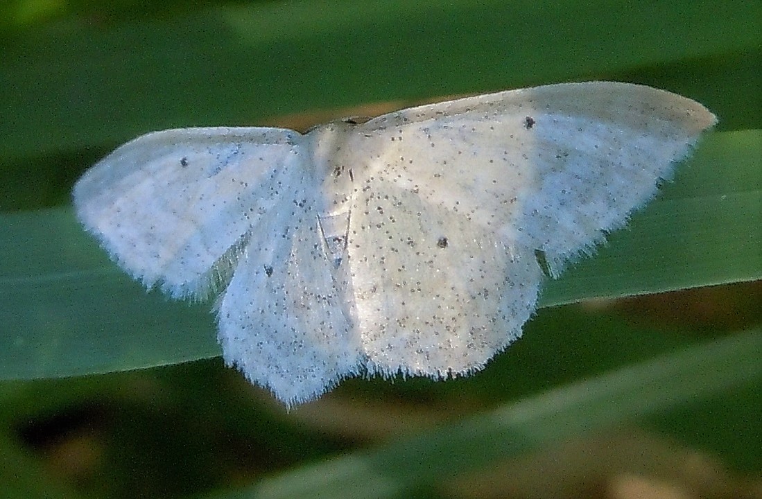 Idaea o Scopula?