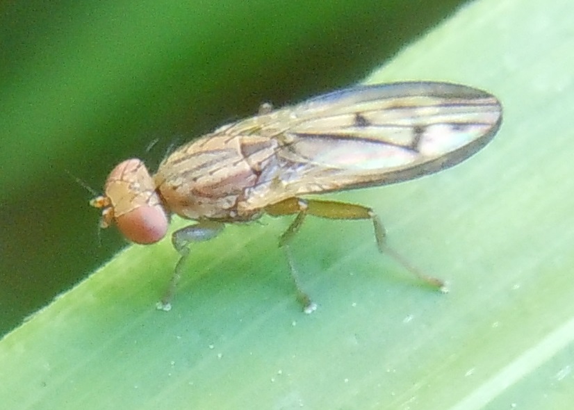 Opomyza?  Sì,  O.germinationis opp. O. petrei (Opomyzidae)