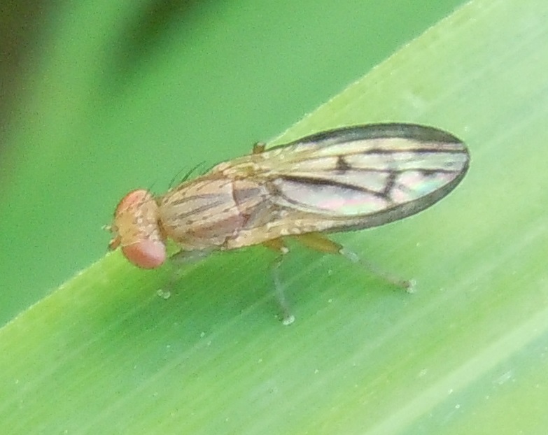 Opomyza?  Sì,  O.germinationis opp. O. petrei (Opomyzidae)