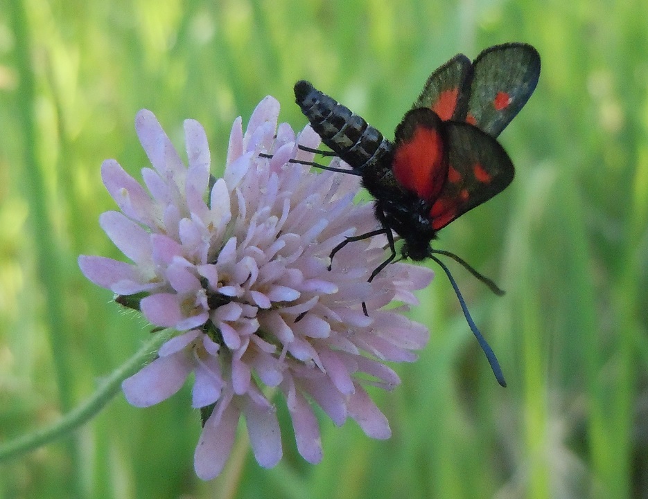 Zygaena lonicerae?