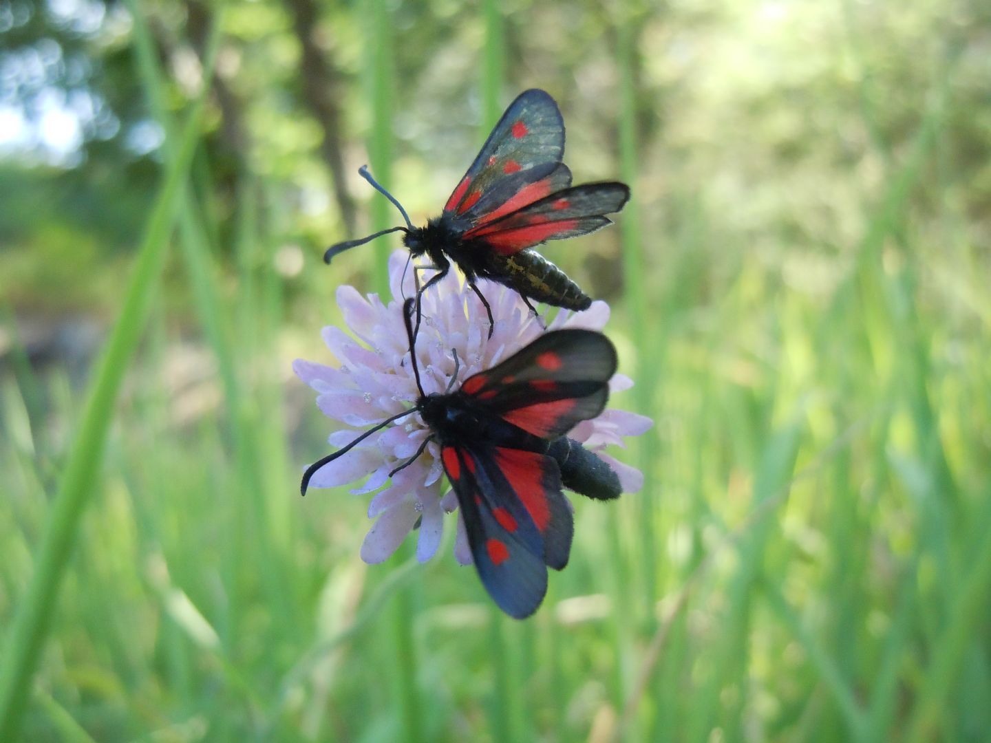 Zygaena lonicerae?