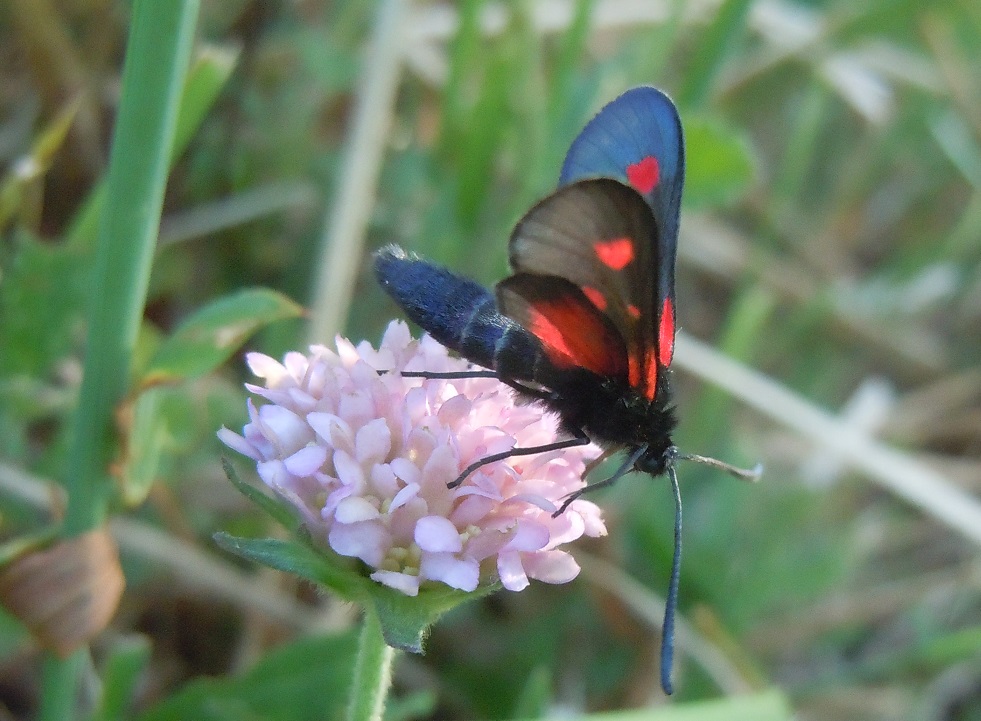 Zygaena lonicerae?