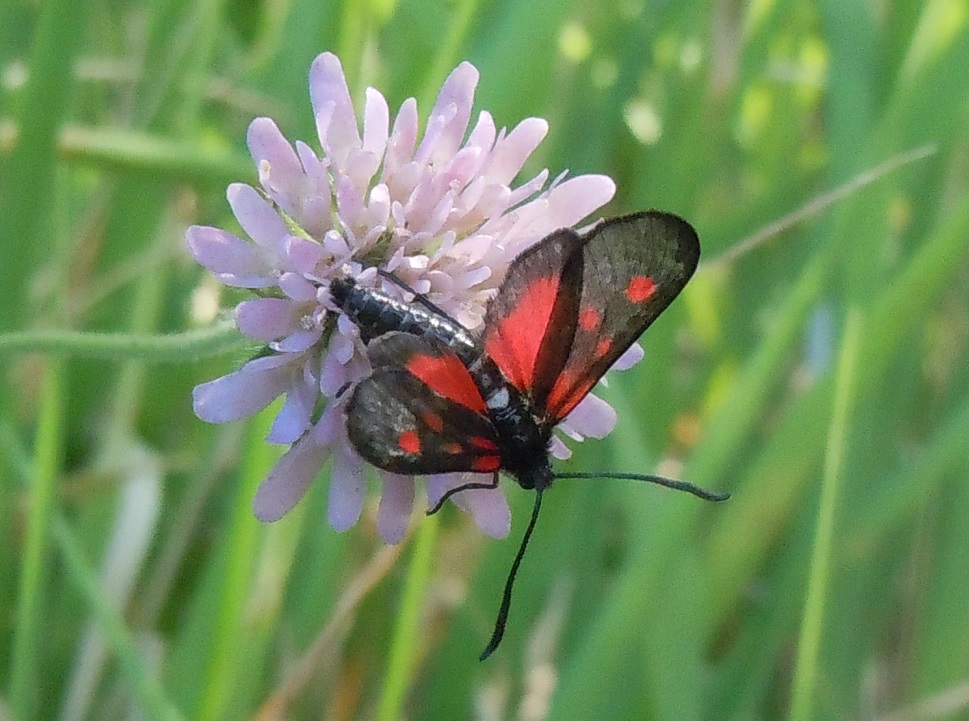 Zygaena lonicerae?