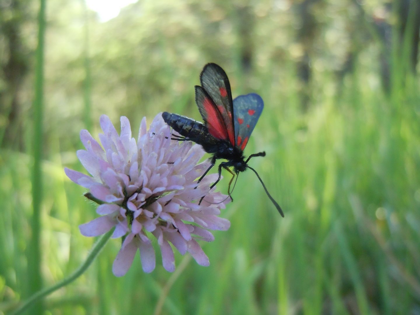 Zygaena lonicerae?