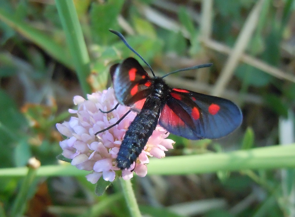 Zygaena lonicerae?