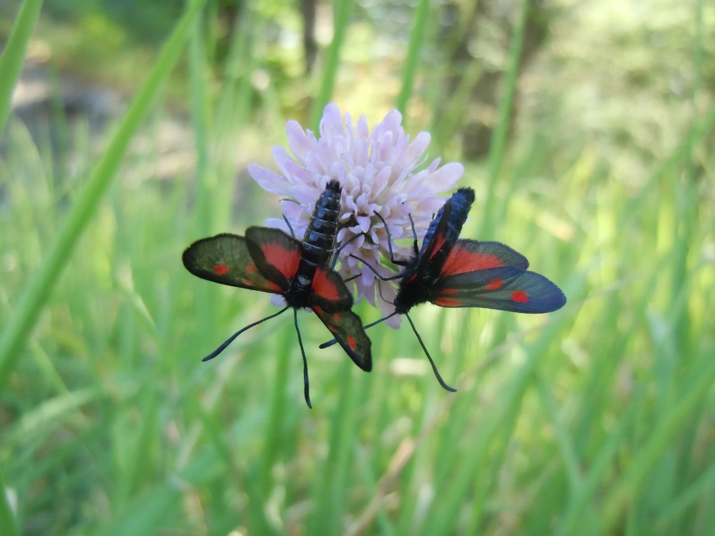 Zygaena lonicerae?