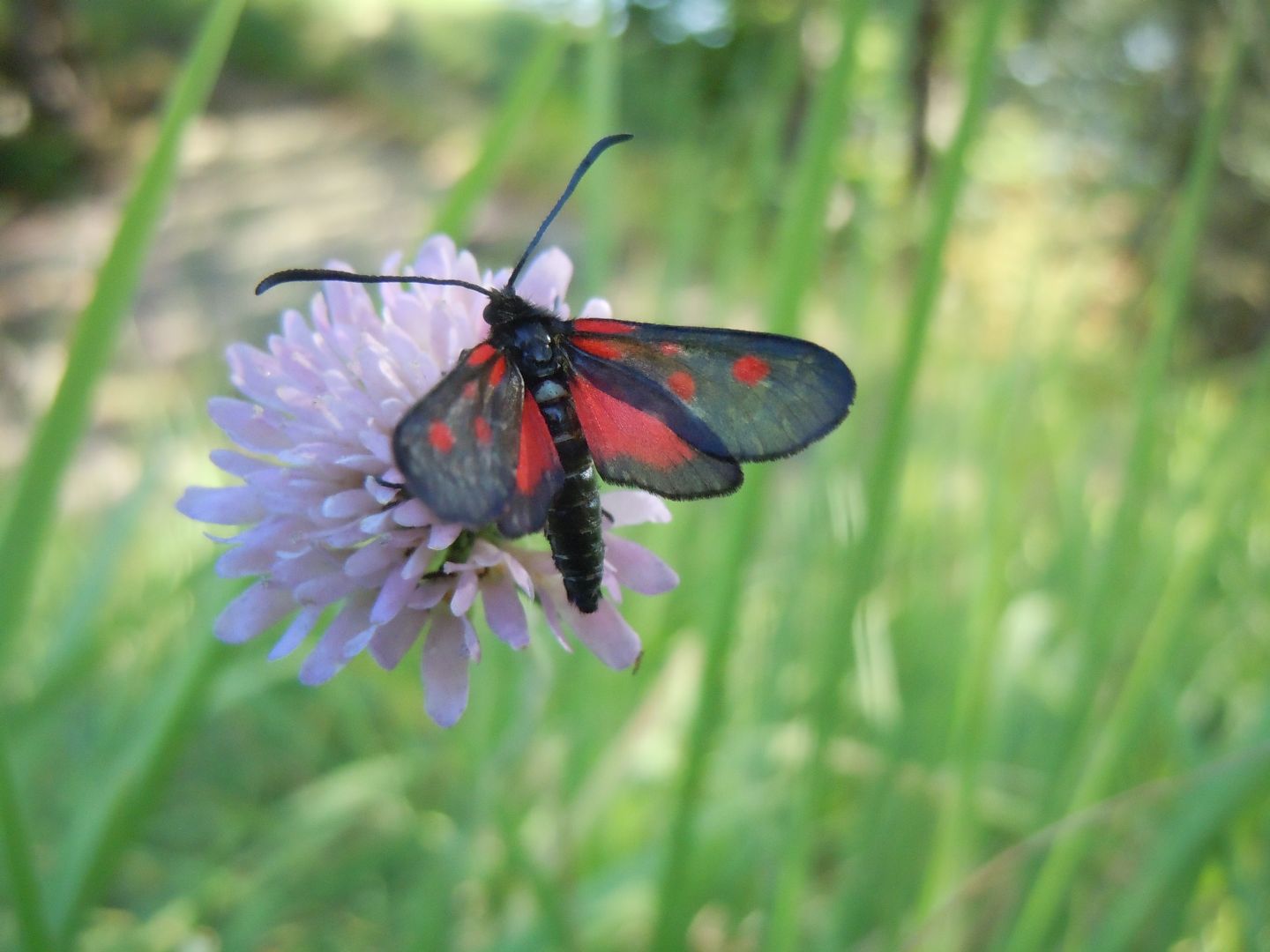 Zygaena lonicerae?