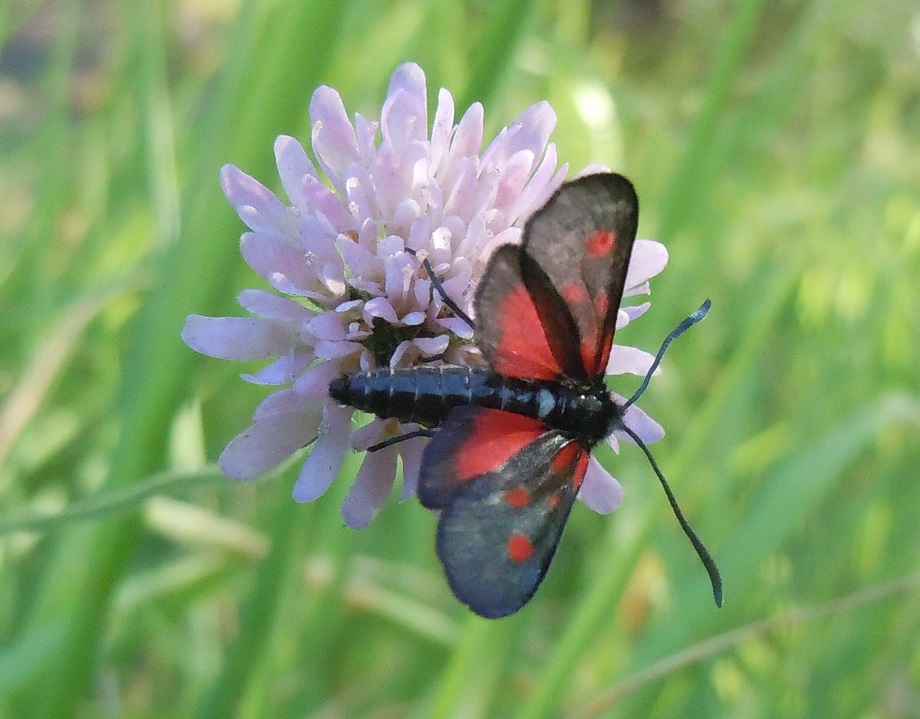 Zygaena lonicerae?