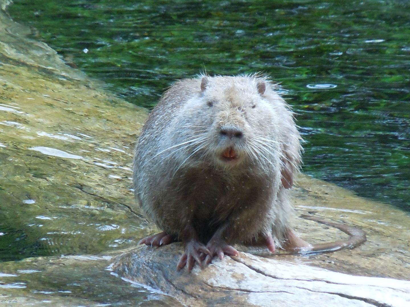 Nutrie