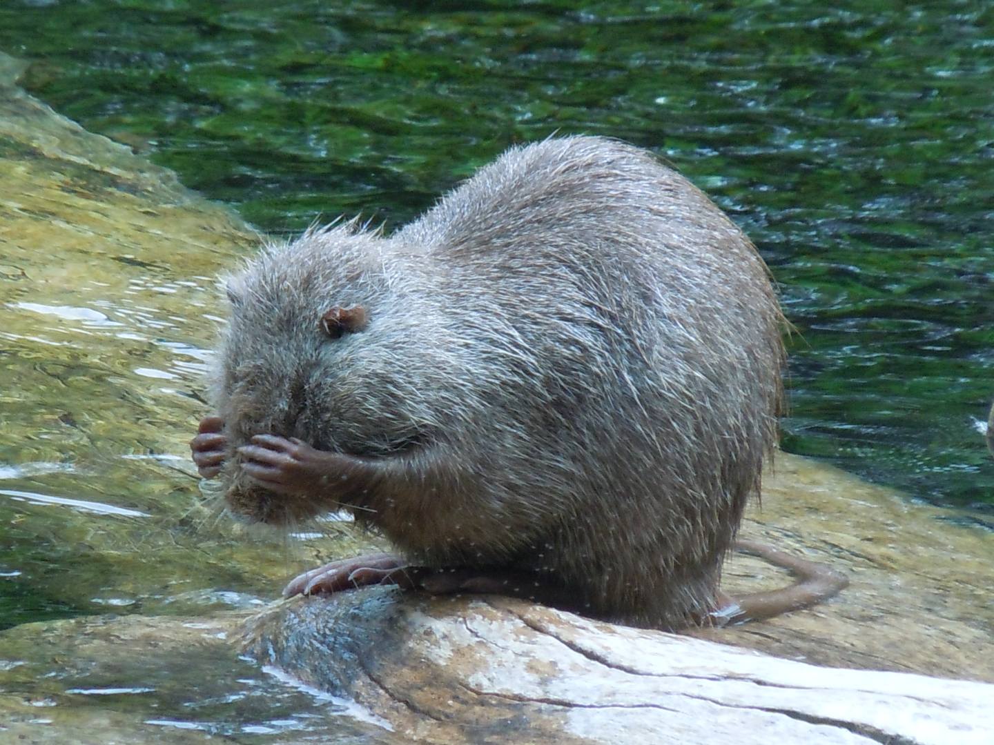 Nutrie