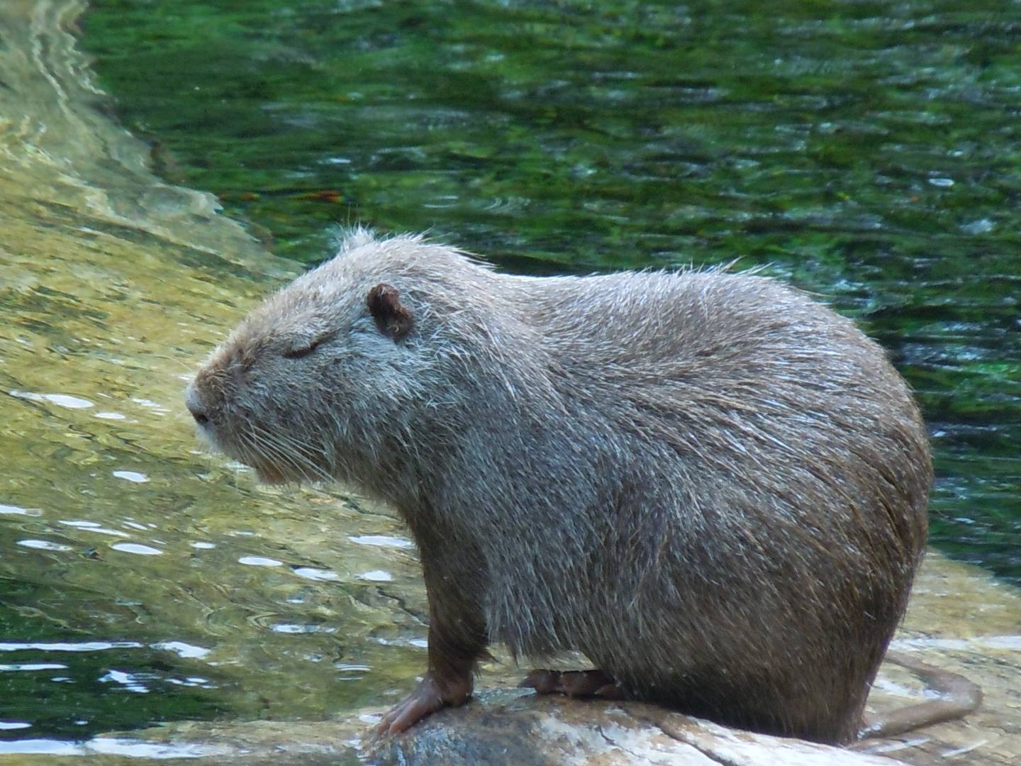 Nutrie