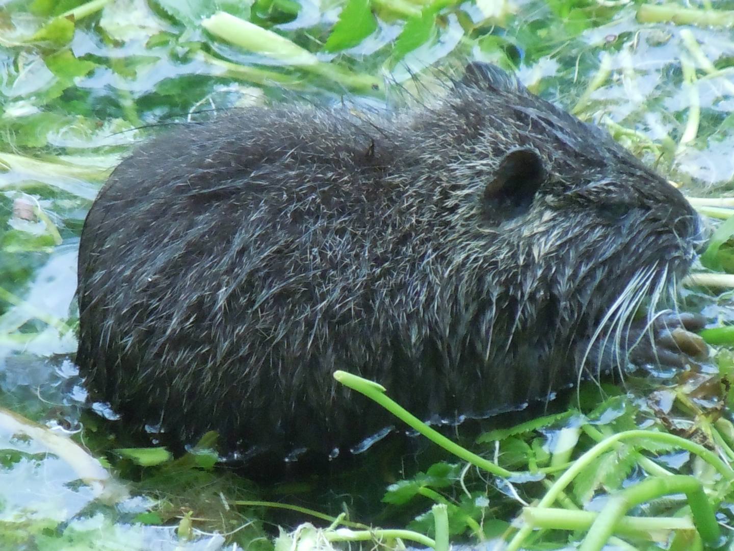 Nutrie