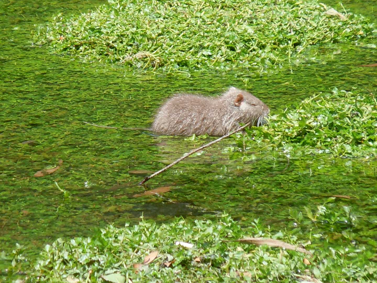 Nutrie