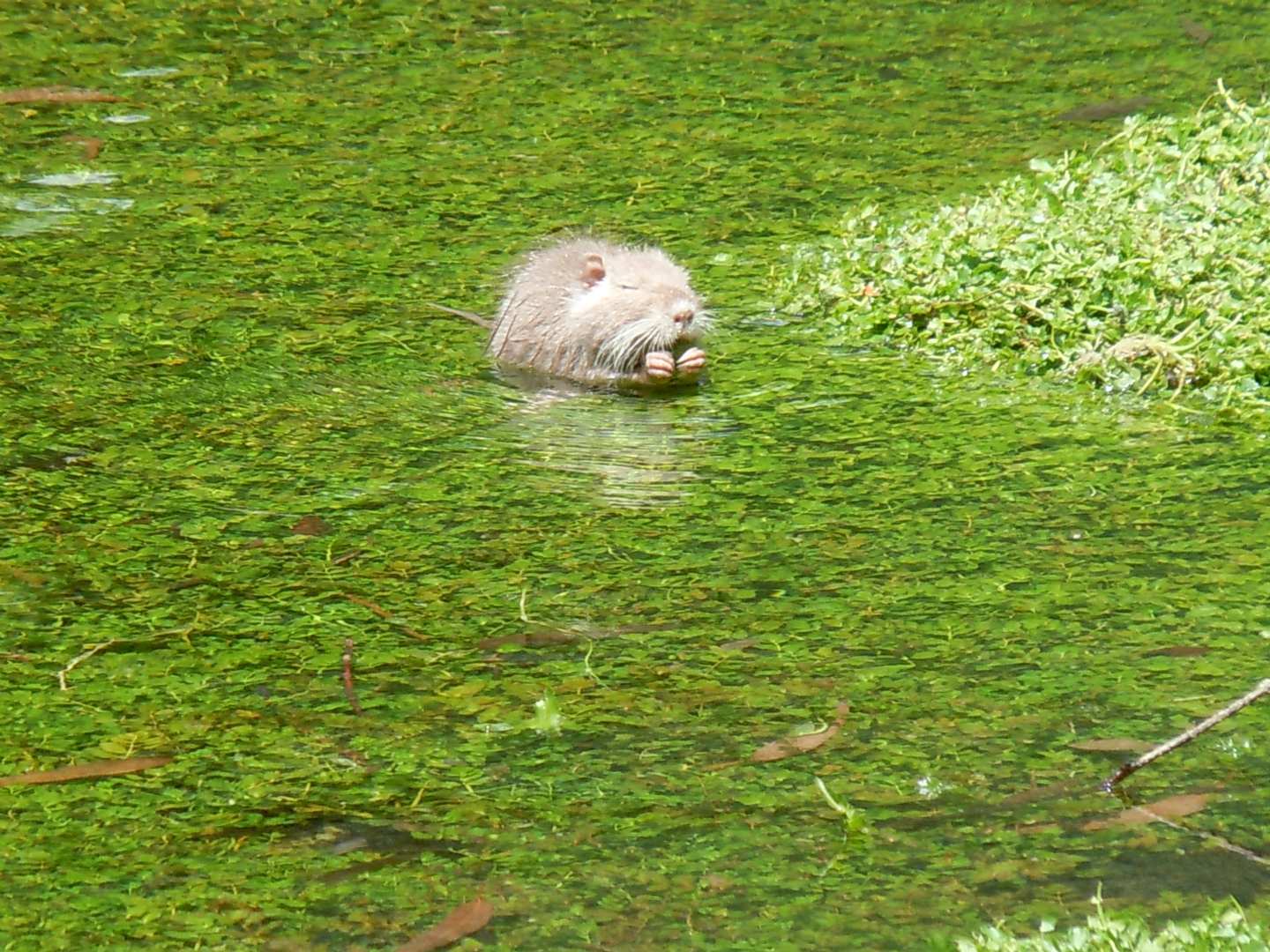 Nutrie