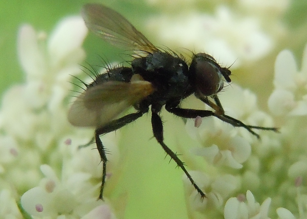 Tachinidae: Phania funesta?  S, maschio
