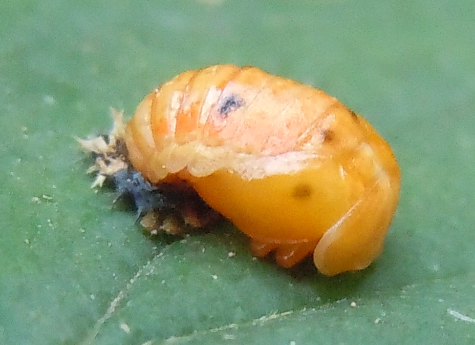 Pupa di Coccinelidae: cfr. Harmonia axyridis