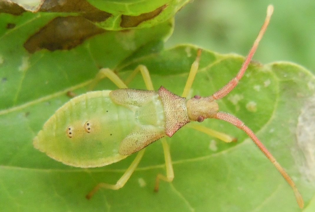 ninfa di Gonocerus acuteangulatus (Coreidae)