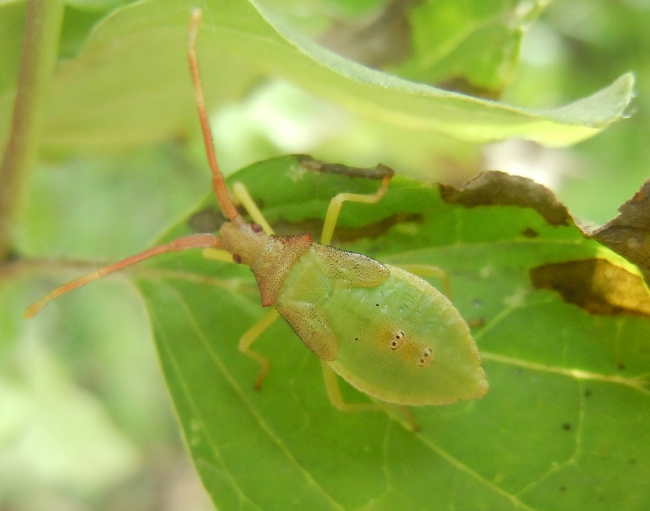 ninfa di Gonocerus acuteangulatus (Coreidae)