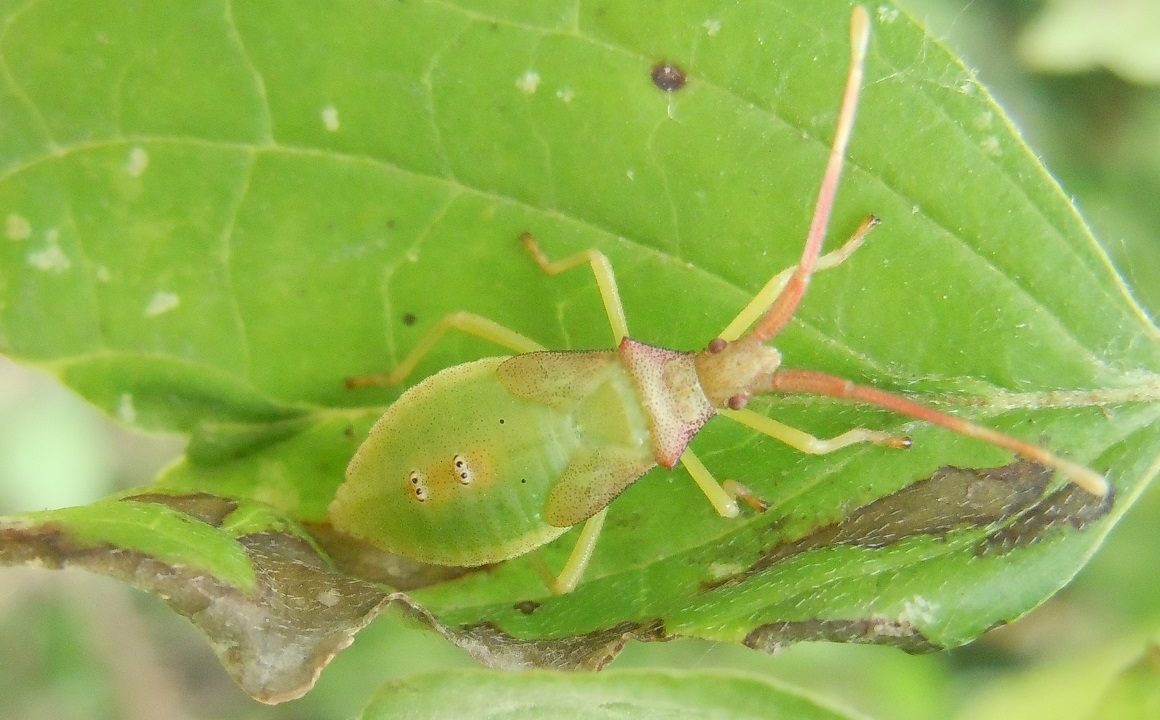 ninfa di Gonocerus acuteangulatus (Coreidae)