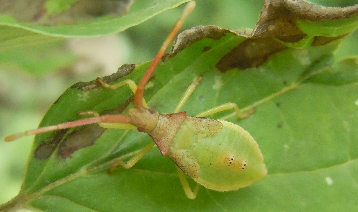 ninfa di Gonocerus acuteangulatus (Coreidae)