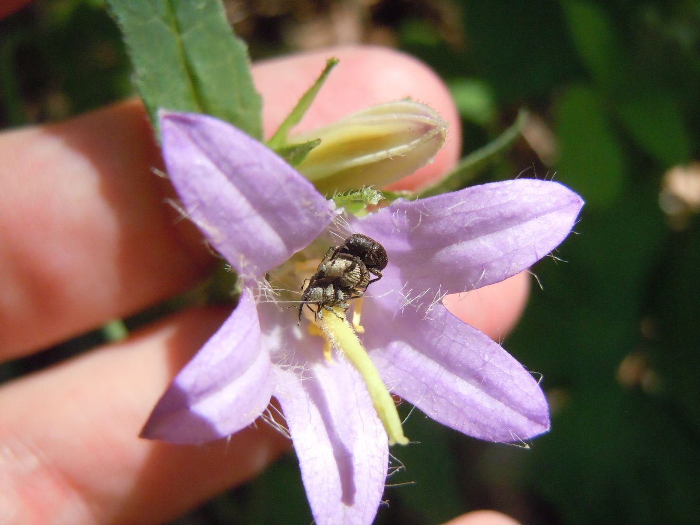 Tris di Curculionidae: Cleopomiarus graminis