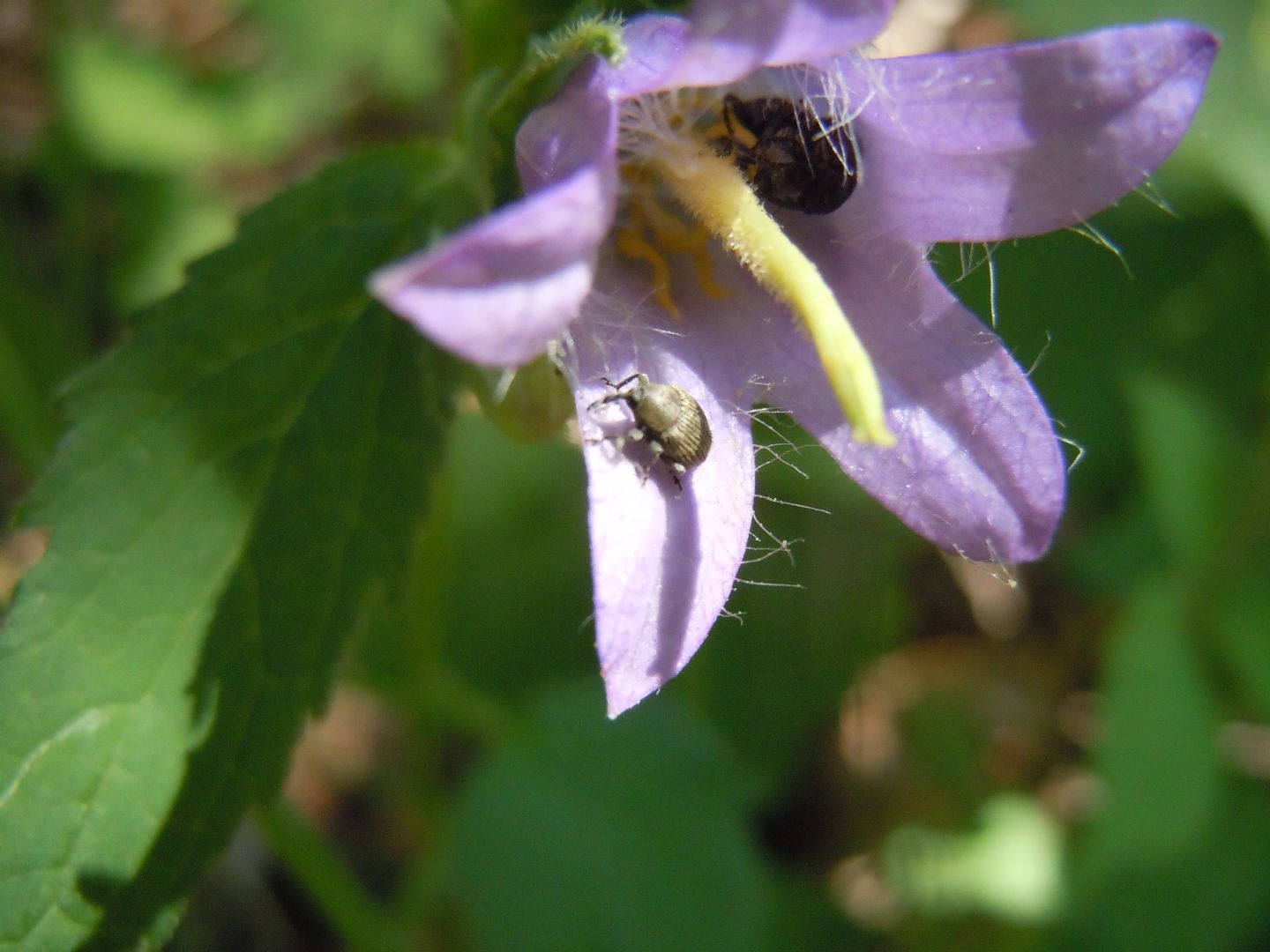 Tris di Curculionidae: Cleopomiarus graminis