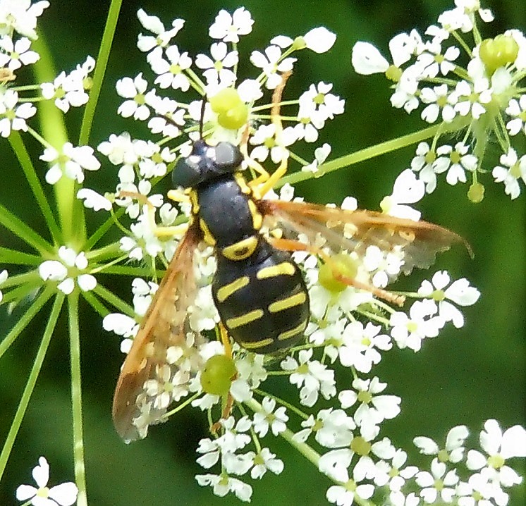 Chrysotoxum intermedium?