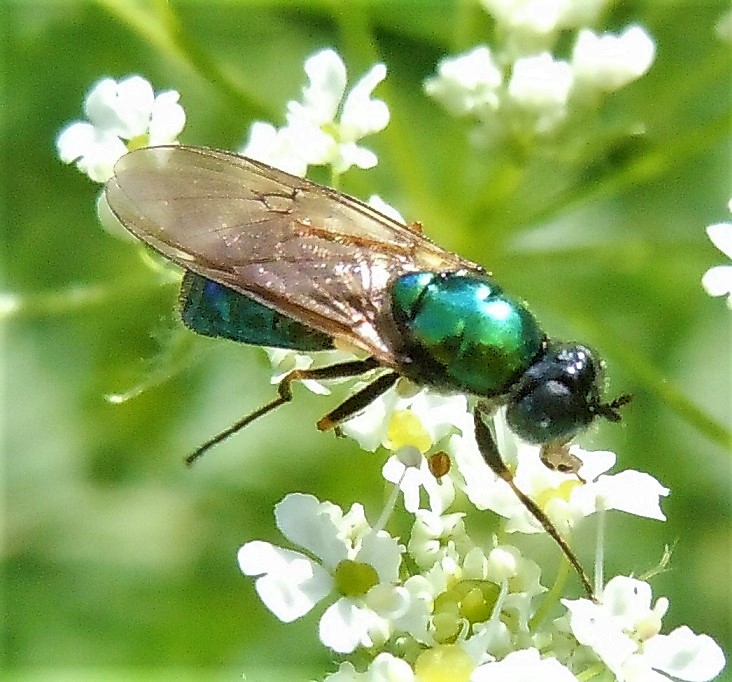 Stratiomyidae:  Chloromyia formosa, femmina?  S !