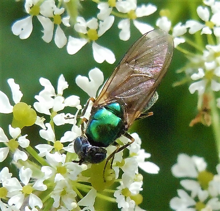 Stratiomyidae:  Chloromyia formosa, femmina?  S !