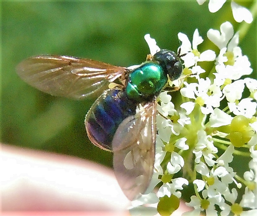 Stratiomyidae:  Chloromyia formosa, femmina?  S !