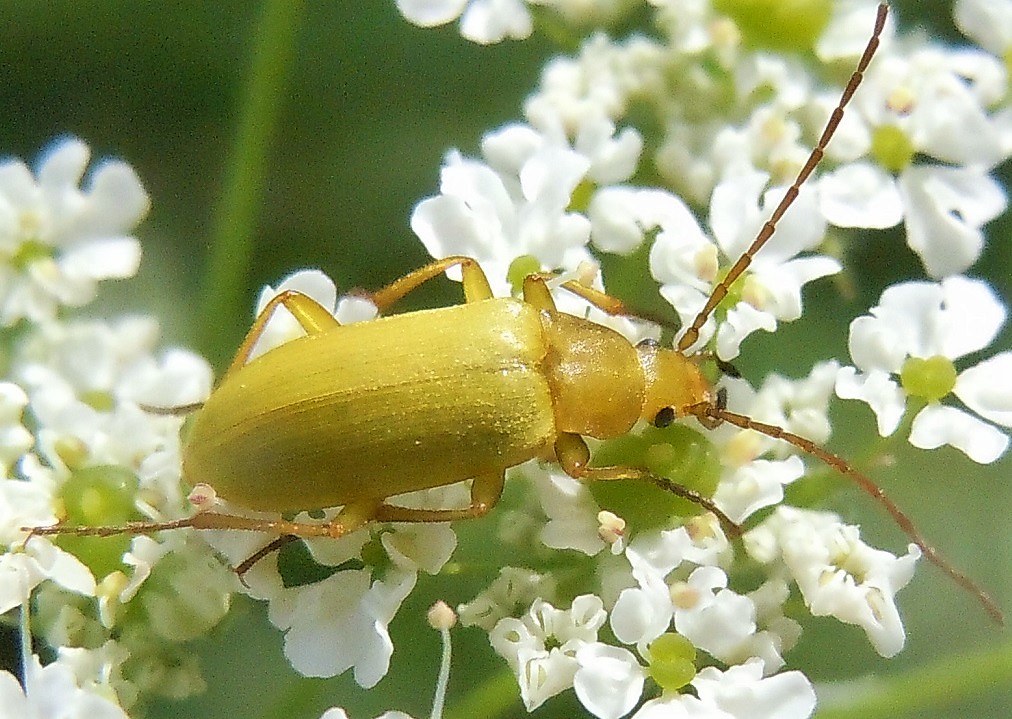 Tenebrionidae Alleculinae: Cteniopus sulphureus