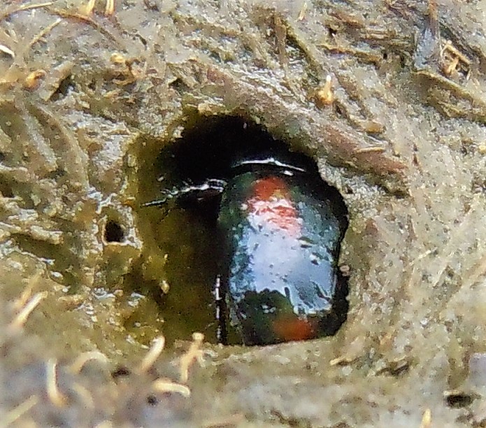 Sphaeridium sp. (Hydrophilidae) e Philonthus cruentatus (Staphylinidae)