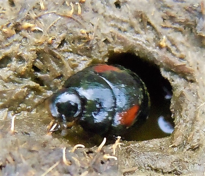 Sphaeridium sp. (Hydrophilidae) e Philonthus cruentatus (Staphylinidae)