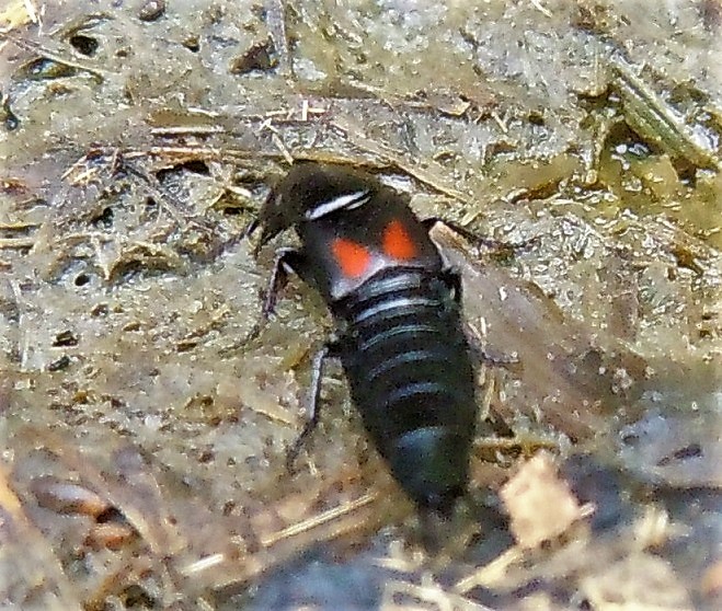 Sphaeridium sp. (Hydrophilidae) e Philonthus cruentatus (Staphylinidae)