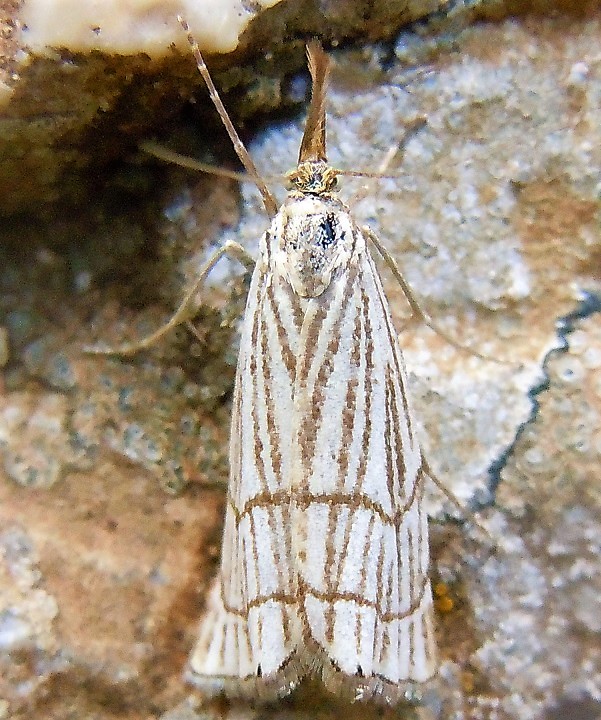 Crambidae:  Chrysocrambus craterellus?  S !