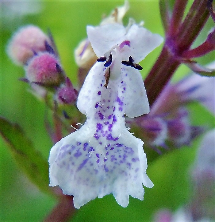 Nepeta nuda / Gattaia glabra