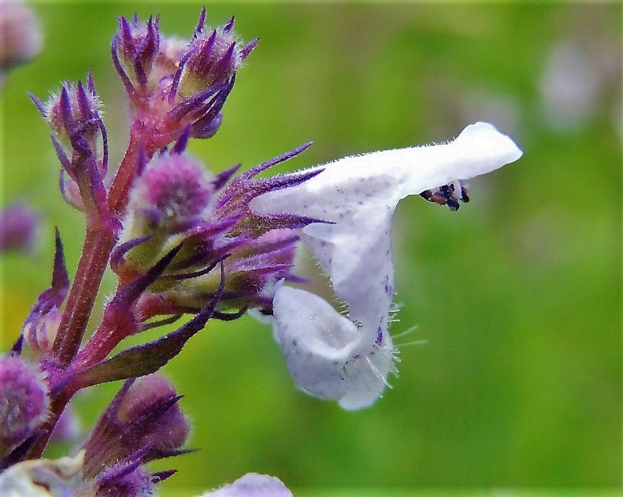 Nepeta nuda / Gattaia glabra