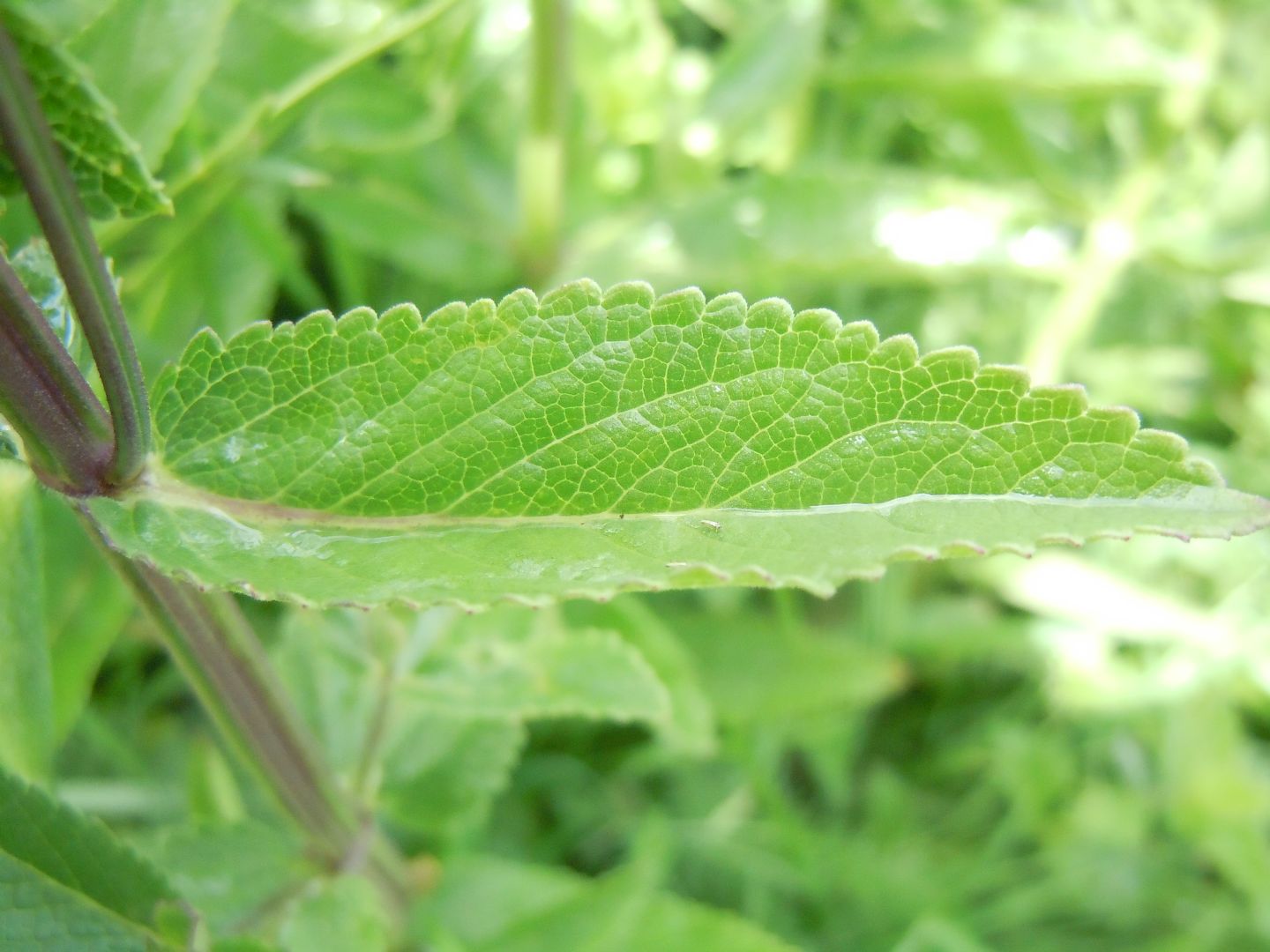 Nepeta nuda / Gattaia glabra