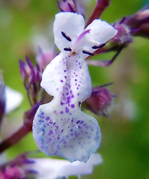 Nepeta nuda / Gattaia glabra