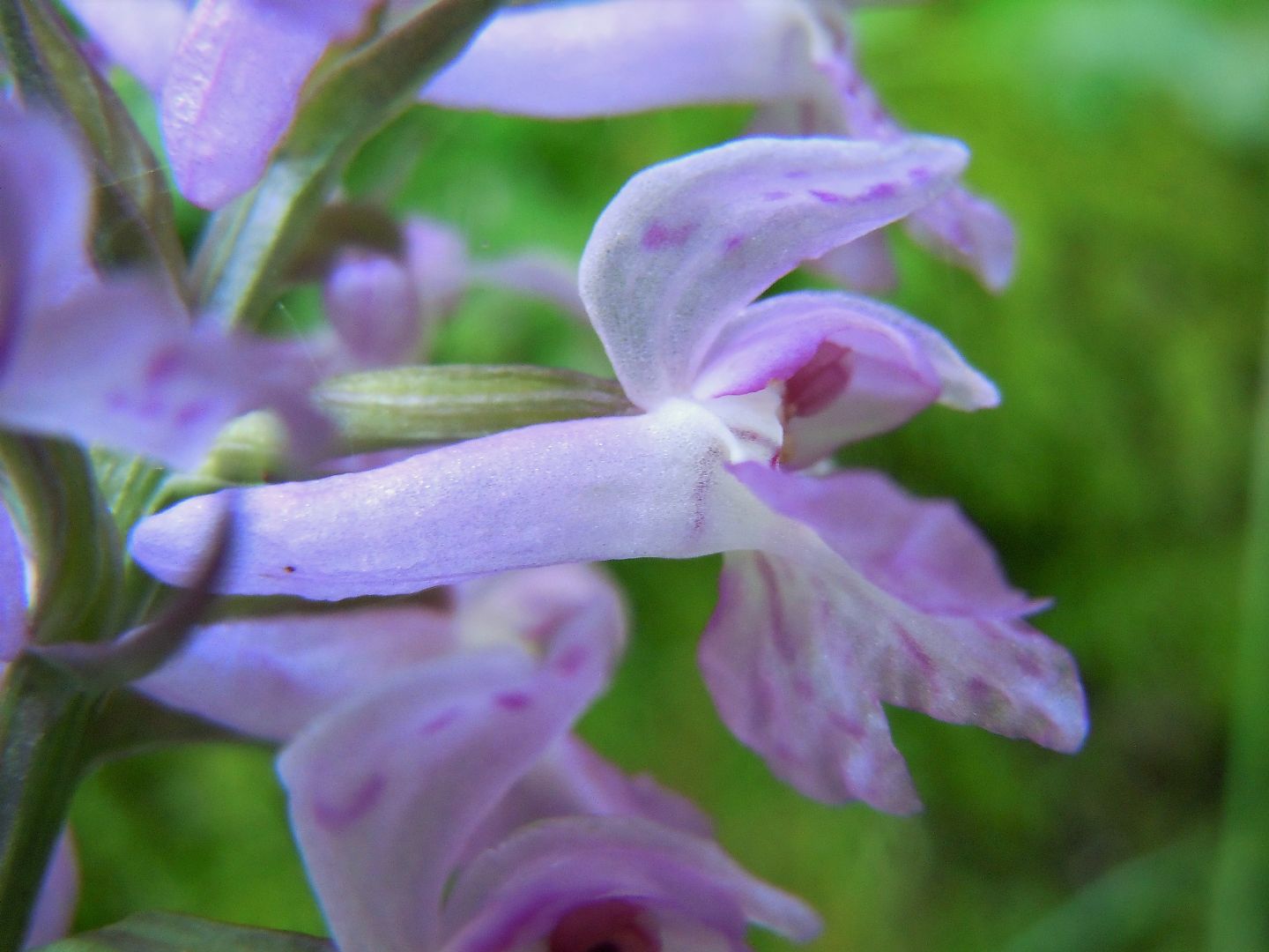 Dactylorhiza maculata subsp. fuchsii?