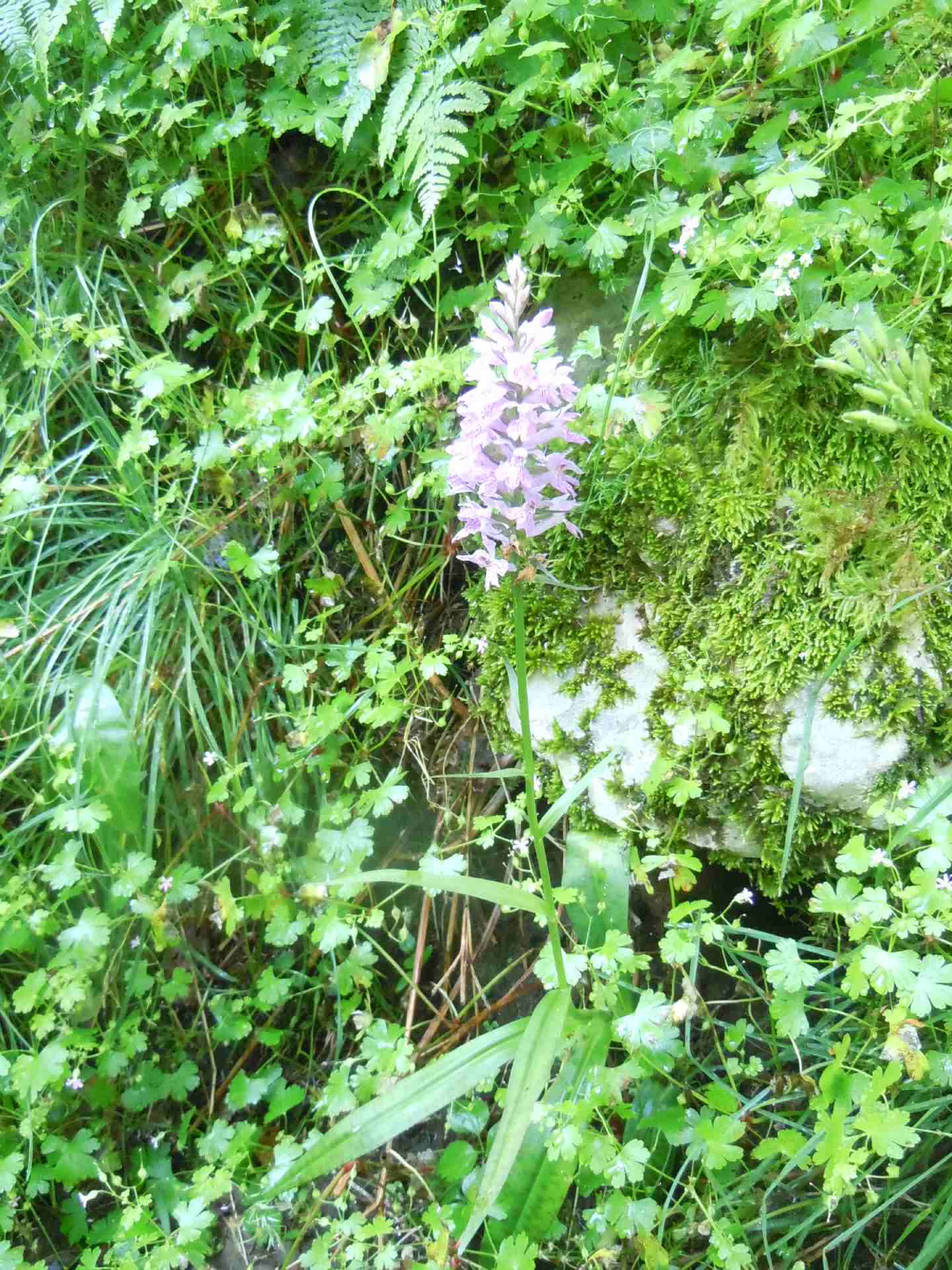 Dactylorhiza maculata subsp. fuchsii?