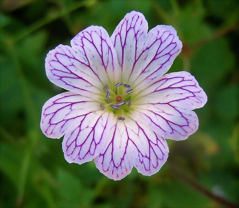 Geranium versicolor / Geranio striato