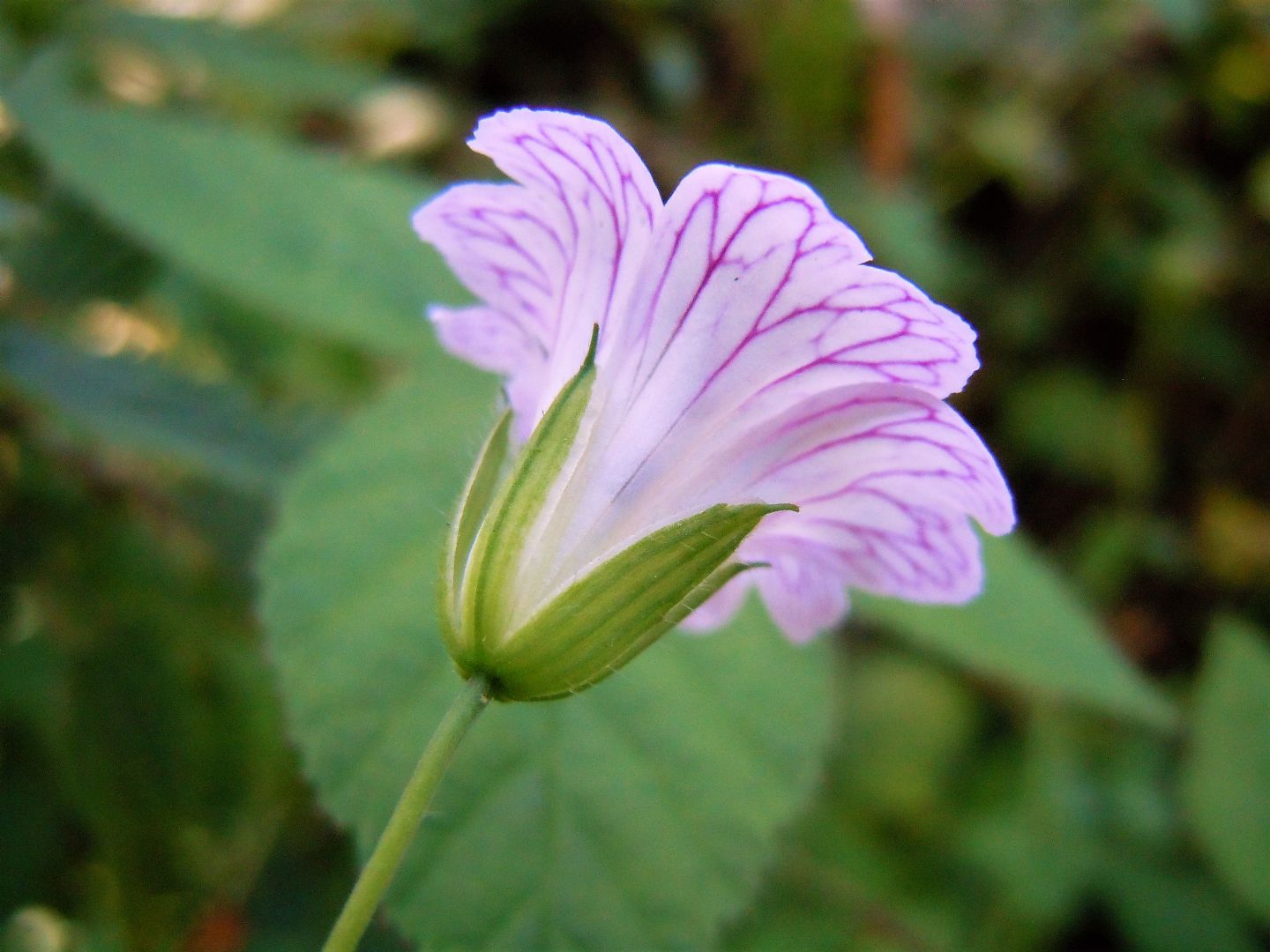 Geranium versicolor / Geranio striato