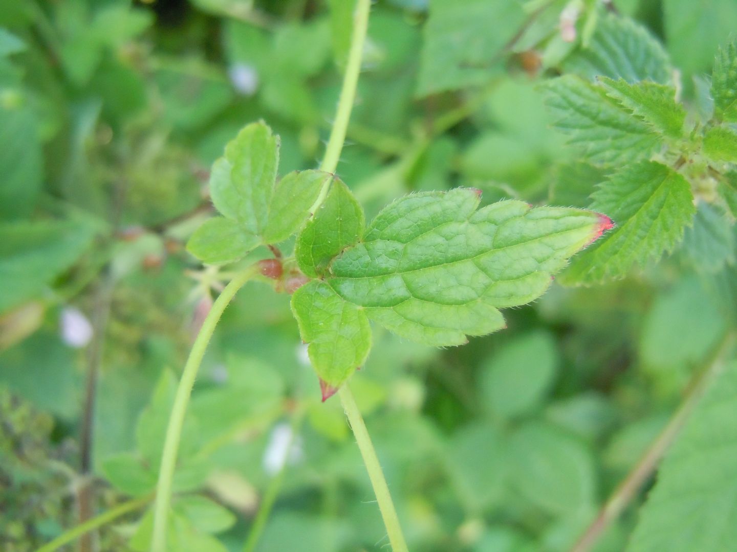 Geranium versicolor / Geranio striato