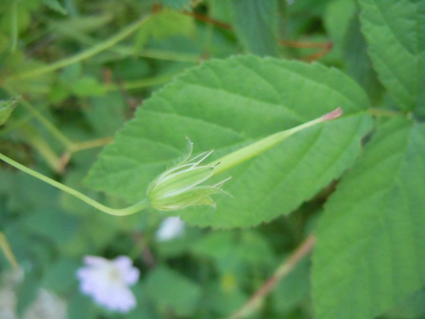 Geranium versicolor / Geranio striato