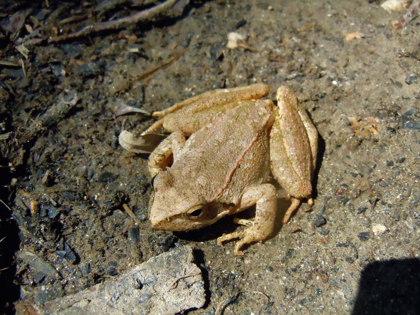 Rana da identificare - Rana italica