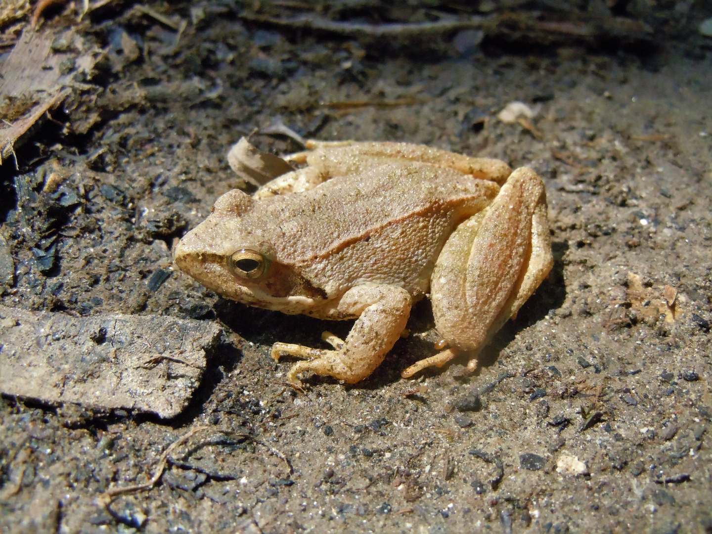 Rana da identificare - Rana italica