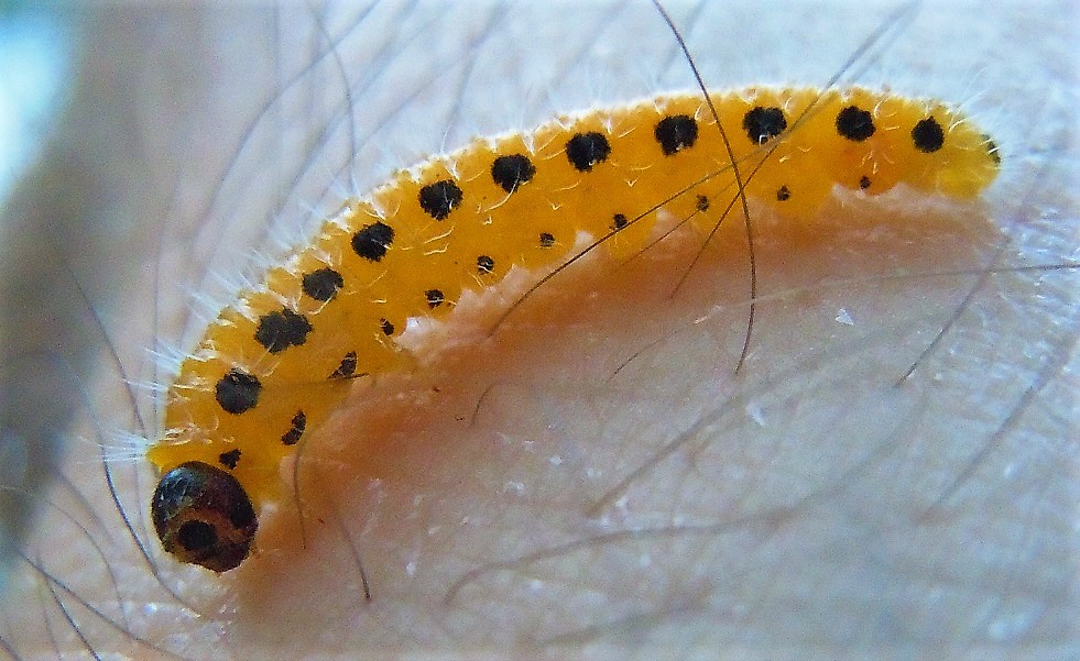 Larva di Trichiocampus viminalis? S, ma ora Cladius (Trichiocampus) grandis
